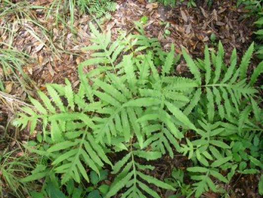 Sensitive Fern